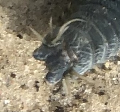 Alitta virens