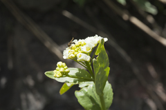 Eutrema integrifolium
