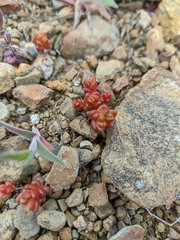 Sedum cespitosum