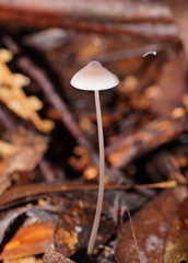 Mycena austrofilopes