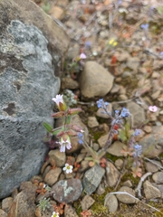 Myosotis refracta