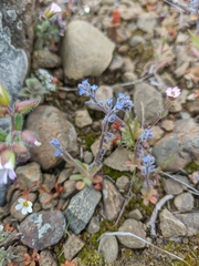 Myosotis refracta