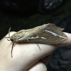 Abantiades argyrosticha