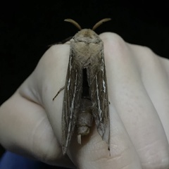 Abantiades argyrosticha