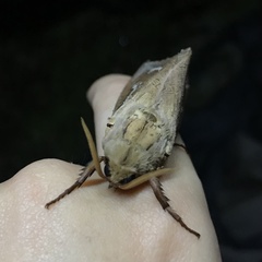 Abantiades argyrosticha