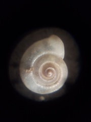 Vallonia pulchella