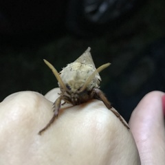 Abantiades argyrosticha