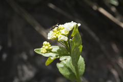 Eutrema integrifolium