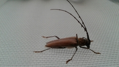 Juiaparus mexicanus