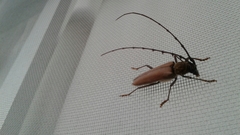 Juiaparus mexicanus
