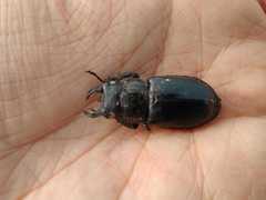 Lucanus barbarossa