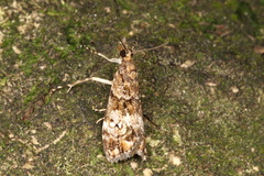 Eudonia minualis