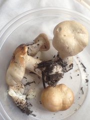 Leucopaxillus tricolor