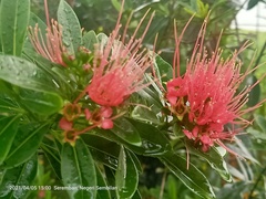 Xanthostemon youngii