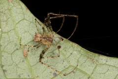 Australomimetus sennio