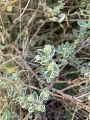 Thymus × citriodorus
