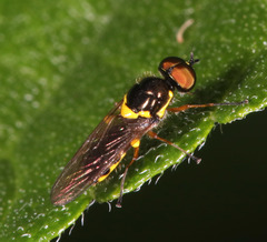 Acanthasargus flavipes