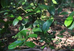 Chionanthus mala-elengi