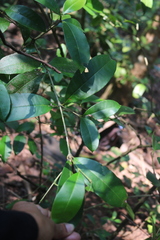 Chionanthus mala-elengi