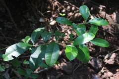 Chionanthus mala-elengi