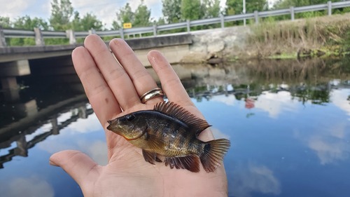 False red terror (Mayaheros urophthalmus) — Cichlidae — 3