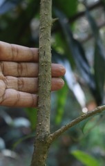 Chionanthus mala-elengi