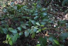 Chionanthus mala-elengi