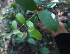 Chionanthus mala-elengi