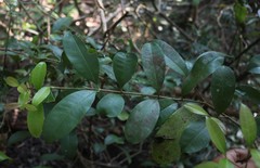 Chionanthus mala-elengi