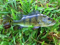 Cichla ocellaris