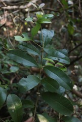 Chionanthus mala-elengi