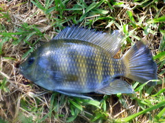 Heterotilapia buettikoferi