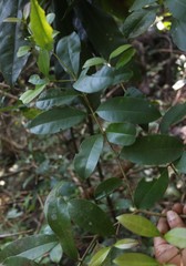 Chionanthus mala-elengi