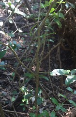 Chionanthus mala-elengi