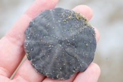 Echinarachnius parma