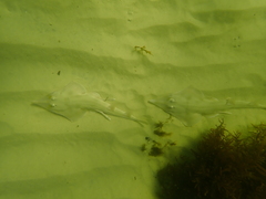 Aptychotrema rostrata