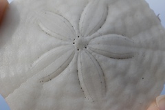 Echinarachnius parma