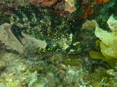 Chironemus maculosus