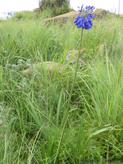 Agapanthus inapertus