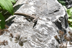 Takydromus wolteri