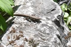 Takydromus wolteri