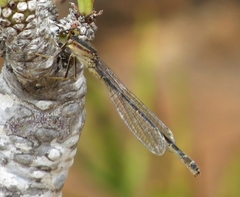 Ischnura saharensis