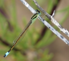 Ischnura saharensis