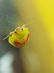 Paropsisterna fastidiosa