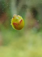 Paropsisterna fastidiosa