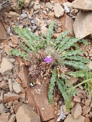 Acanthopsis dispermoides