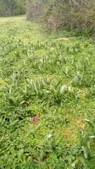 Colchicum multiflorum