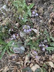 Arabidopsis arenosa arenosa