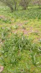 Colchicum multiflorum