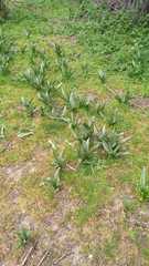 Colchicum multiflorum